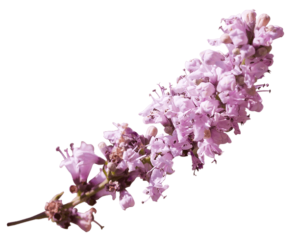 pink flower