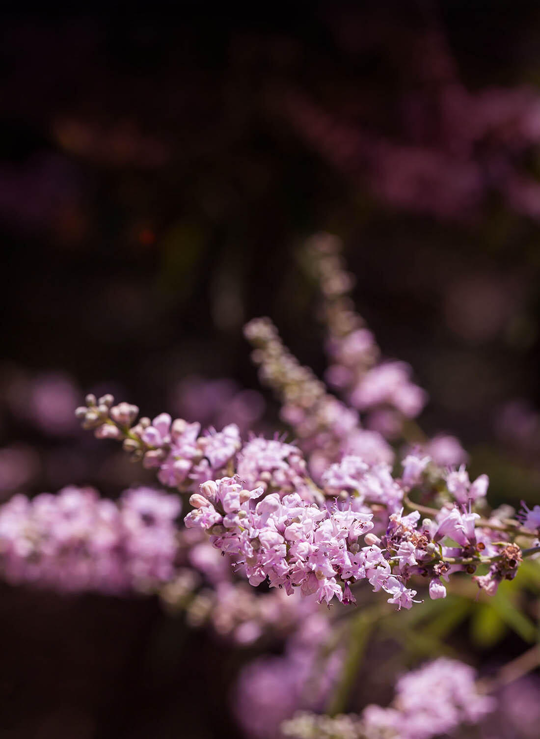 pink-flowers